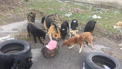 Залишилась у Херсоні, щоб рятувати тварин. Історія Олени Таран Залишилась у Херсоні, щоб рятувати тварин. Історія Олени Таран