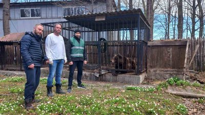 Ведмедицю Кірюшу з Івано-Франківщини перевезли в Нідерланди
