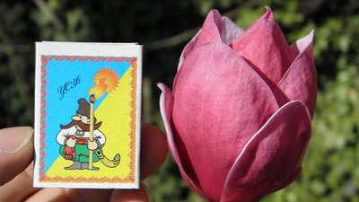 Кропивницький весняний: в місті розквітла магнолія з Нової Зеландії Кропивницький весняний: в місті розквітла магнолія з Нової Зеландії