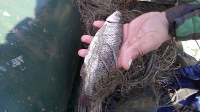 Попри нерест на Дністрі далі знаходять браконьєрські сітки