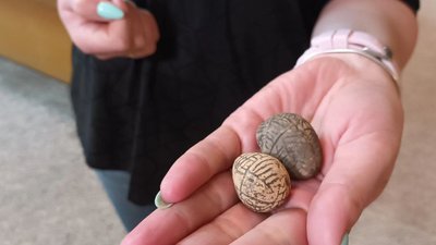 У тернопільському музеї експонують дряпанки часів Київської Русі У тернопільському музеї експонують дряпанки часів Київської Русі