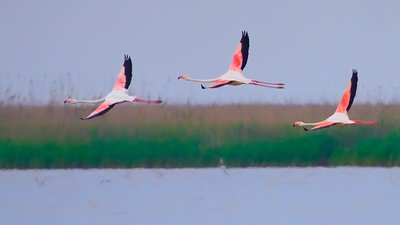 Рожеві фламінго Рожеві фламінго