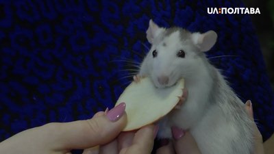 Щур Гриша їсть яблуко Щур Гриша їсть яблуко
