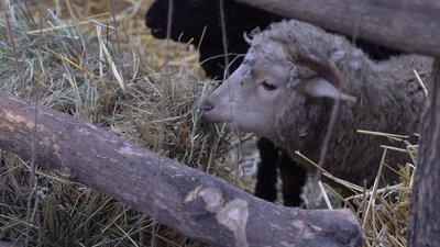 Вівця у загоні
