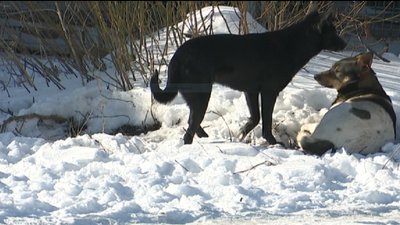 У Сумах вкушений безпритульним собакою хлопець, має спостерігати за твариною, щоб уникнути сказу У Сумах вкушений безпритульним собакою хлопець, має спостерігати за твариною, щоб уникнути сказу