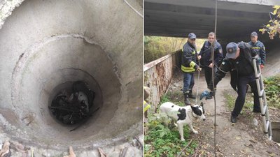 В Ужгороді рятувальники витягнули собаку з люка
