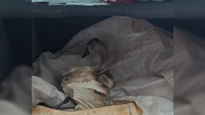 Пройшов курс уколів та приймає ванни в балії: як живе врятований у селі на Черкащині лебідь Гоша Пройшов курс уколів та приймає ванни в балії: як живе врятований у селі на Черкащині лебідь Гоша