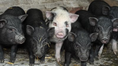 жителька прифронтового села повернення евакуація Даченське Донецька область жителька прифронтового села повернення евакуація Даченське Донецька область