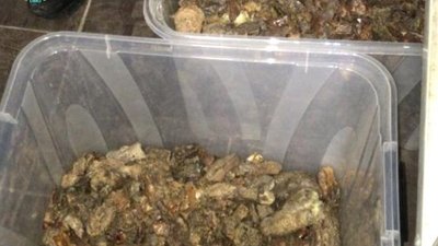 На Житомирщині виявили групу людей, які займалися незаконним видобуванням бурштину На Житомирщині виявили групу людей, які займалися незаконним видобуванням бурштину