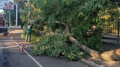 Упало дерево в Одесі, негода в Одесі