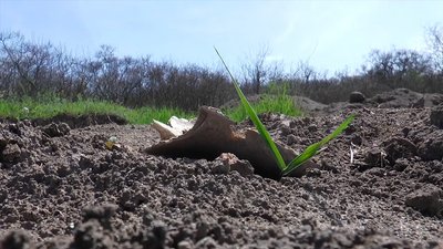 Ольвійська хора. На Миколаївщині відбуваються незаконні розкопки