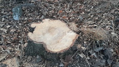 На Житомирщині невідомі вирубали понад 150 дерев вздовж дороги На Житомирщині невідомі вирубали понад 150 дерев вздовж дороги