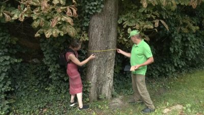 У Львові створюють спільну єдину базу дерев на території навчальних закладів
