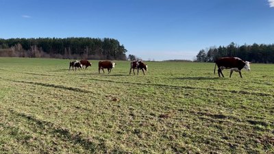 "Мабуть, наші корови — нацисти": жителі Семенівської громади про обстріл місцевої ферми
