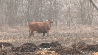 Чому жителі Черкащини відмовляються тримати корів Чому жителі Черкащини відмовляються тримати корів