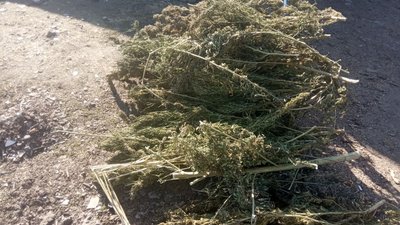 У жителя Житомирщини вдома виявили 1,5 кілограми коноплі та 5 грамів амфетаміну У жителя Житомирщини вдома виявили 1,5 кілограми коноплі та 5 грамів амфетаміну