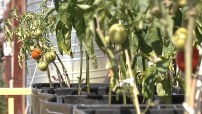 У Франківську створили простір для екосвідомих людей "Urban green garden"
