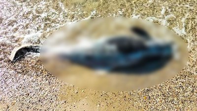На узбережжі Одещини виявили двох мертвих дельфінів На узбережжі Одещини виявили двох мертвих дельфінів