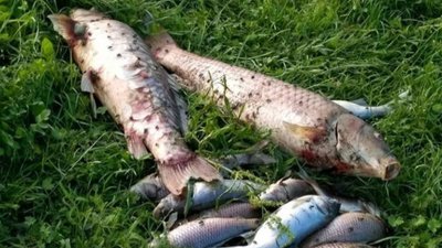 Рибоохоронний патруль Запорізької області вилучив 476 кг риби за місяць