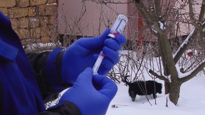 Через сказ вакцинували майже 2 тисячі тварин у 4 громадах Полтавщини