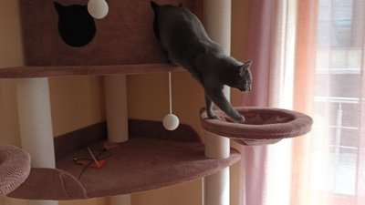 котокафе