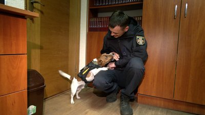 Відшуковує міни та підкорює Інстаграм: як чернігівський пес Патрон став піротехніком Відшуковує міни та підкорює Інстаграм: як чернігівський пес Патрон став піротехніком