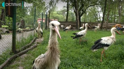 У Рівненському зоопарку лелеки в неволі вивели пташенят У Рівненському зоопарку лелеки в неволі вивели пташенят