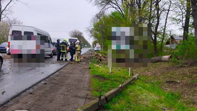 Дерево впало на дорогу