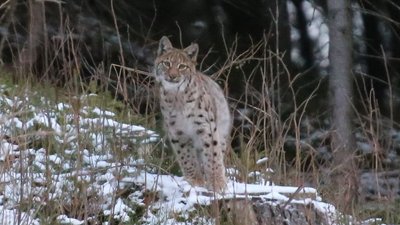 Добре, що я не браконьєр. Автор фото рисей розповів про своє хобі Добре, що я не браконьєр. Автор фото рисей розповів про своє хобі