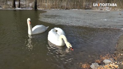 Лебедів Петра та Наталку в дендропарк заселили першими Лебедів Петра та Наталку в дендропарк заселили першими