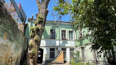 В Одесі одужала найтовща в Україні тополя. Раніше її неправильно зрізали