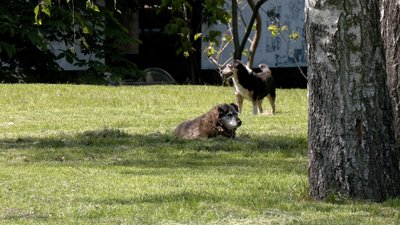 Постить фото й відео у соцмережі: вінничанка шукає господарів для безпритульних собак Постить фото й відео у соцмережі: вінничанка шукає господарів для безпритульних собак