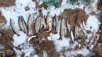 На Чернігівщині браконьєр трьома сітками наловив 9 кг риби на понад 82 тисячі гривень
