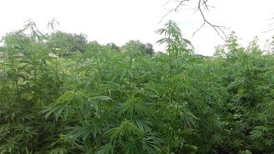 У Кривому Розі правоохоронці виявили посеред поля плантацію конопель