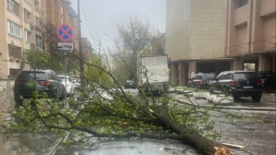Повалене дерево у Києві внаслідок негоди