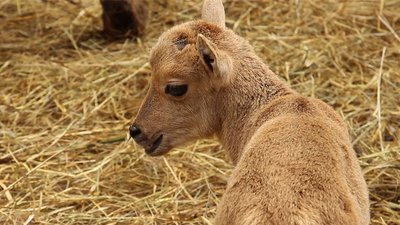 У пари гривастих баранів з харківського зоопарку народилося дитинча У пари гривастих баранів з харківського зоопарку народилося дитинча