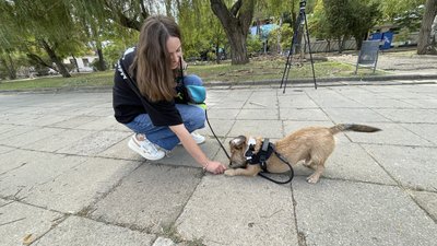 "Всі безпритульні тварини — це результат дії людини". Як Миколаїв вирішує проблему з безпритульними тваринами "Всі безпритульні тварини — це результат дії людини". Як Миколаїв вирішує проблему з безпритульними тваринами