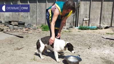 Притулок для тварин у Сумах Притулок для тварин у Сумах