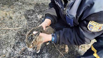 На кладовищі у Харкові врятували зайченя від пожежі На кладовищі у Харкові врятували зайченя від пожежі