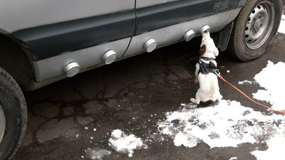 Як у поліції Рівного тренують шукати наркотики цуценя породи джек-рассел-тер'єр Як у поліції Рівного тренують шукати наркотики цуценя породи джек-рассел-тер'єр