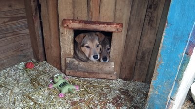 Евакуювали песиків із Курахово
