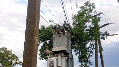 дерево на транформаторі
