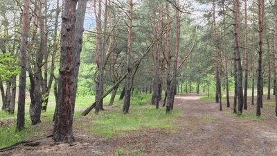 Державі повернули незаконно приватизовані землі Чернечого лісу на Київщині