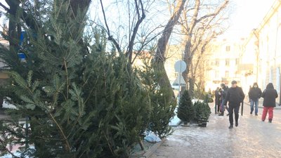 Живі ялинки Живі ялинки