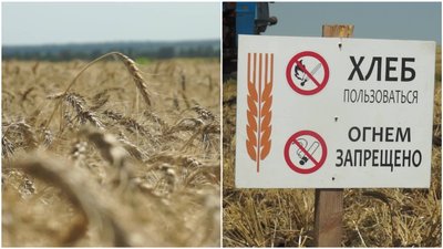 На два тижні пізніше. Аграрії розпочали на Донеччині збір озимої пшениці