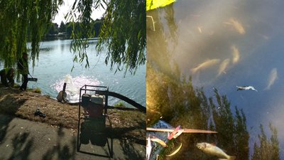 Стало відомо, скільки риби загинуло на озерці у гідропарку Рівного