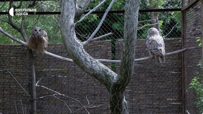 пугач Одеський зоопарк