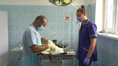 У Миколаєві клуб "4 лапи" разом з КП "Центр захисту тварин" стерилізують безпритульних тварин