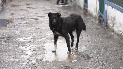 “Можна погратися або принести гостинця”: у вінницькому притулку організували акцію “Тварини під опіку”