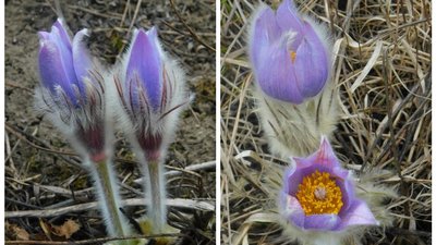 Сон великий (Pulsatilla grandis) у заповіднику на Тернопільщині Сон великий (Pulsatilla grandis) у заповіднику на Тернопільщині